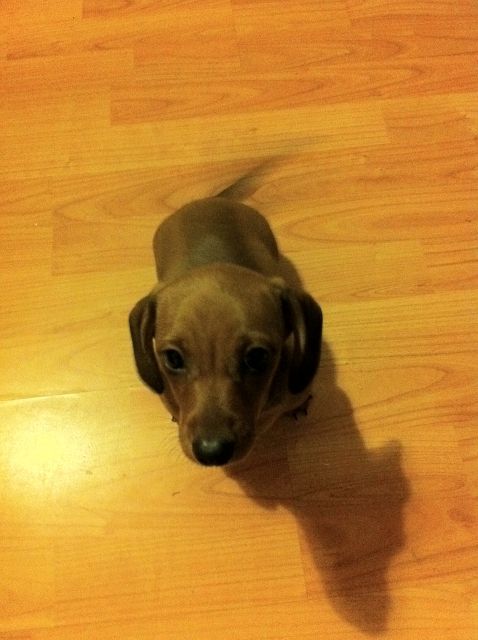 Süße Dackelwelpe sucht neue zu hause - Rassehunde Dackel - Wuppertal