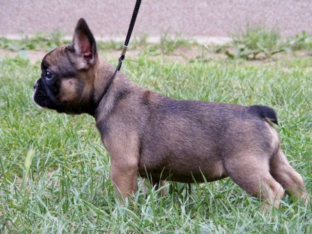 Belle-Colore französische Bulldoggen-Zucht mit Sinn und Verstand - Rassehunde Franzoesische Bulldogge - Berlin
