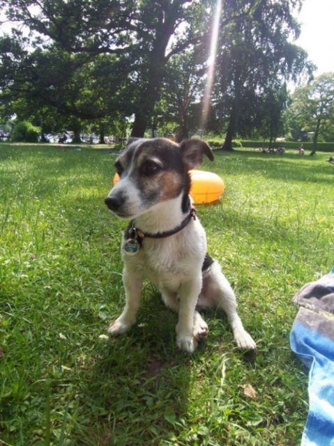 Deckweibchen gesucht - Deckanzeigen - Tutzing