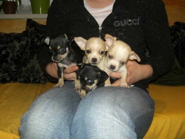Reinrassige Chihuahua welpen aus Zucht Gesunder (Hündinnen und Rüden) mit Stam - Rassehunde Chihuahua - Frankfurt