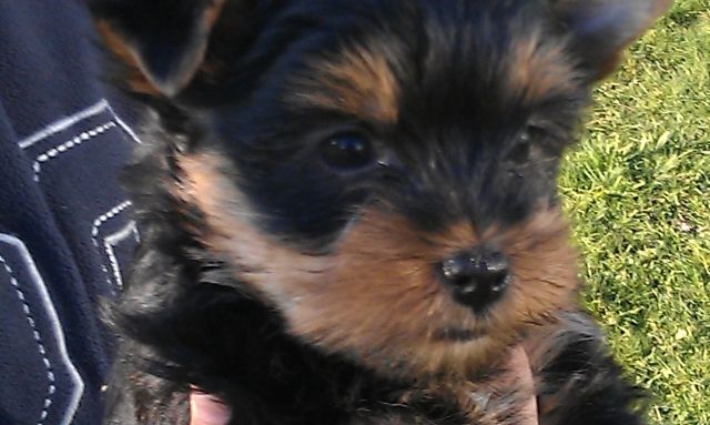 Yorkshire Terrier Welpen - Rassehunde Terrier - Mammelzen
