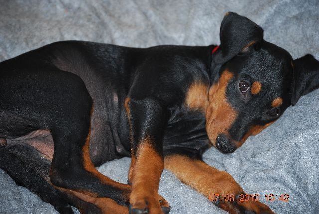 Deutsche Pinscher Welpen geb. 21.3.10 - Rassehunde Pinscher - Großenlüder