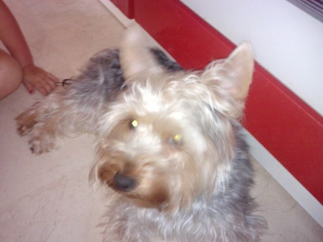 Reinrassiger yorkshire terrier - Rassehunde Terrier -  Zella-Mehlis