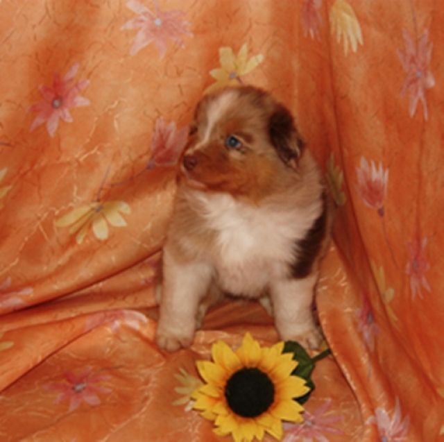 Bildhübsche Australian Shepherd Welpen mit ASCA-Pap. suchen liebevolles Zuhause - Rassehunde Australian Shepherd - Neuburg an der Donau