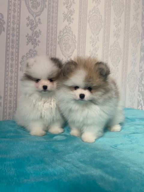 Liebevoller Pomeranian Zwergspitz Welpem - Rassehunde Spitz - Frankfurt am Main, Stadt