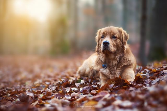 Wunderschöner Golden Retriever Rüde zum Decken - Deckanzeigen - Eppstein