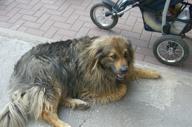  SCHÄFERHUND MISCHLINGSHÜNDIN kastriert - Mischlinge - Mühlberg