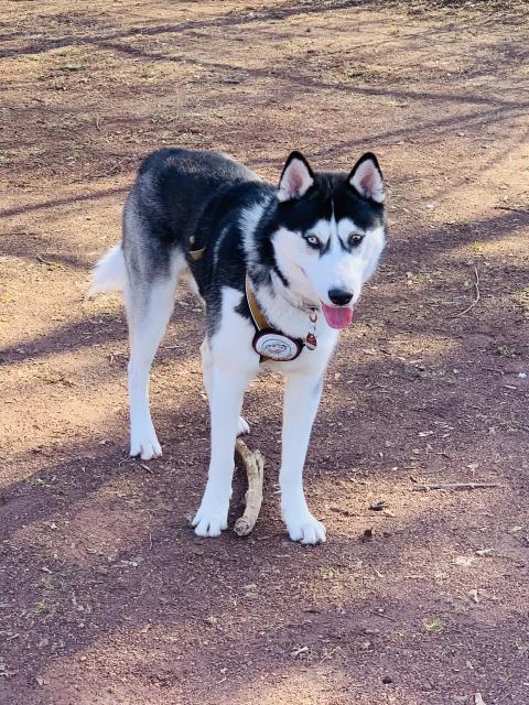 Deckrüde kein Verkauf! Wunderschöner Strahlemann- Sibirischer Husky Rüde - Deckanzeigen - Hamburg