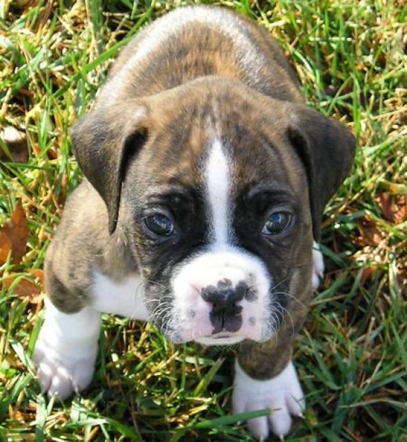Boxer Welpen mit Stammbaum FCI - Rassehunde Boxer - Fügen