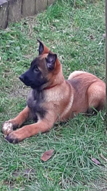 Malinois Welpen mit FCI Papieren  - Rassehunde Schaeferhund - St. Ingbert 