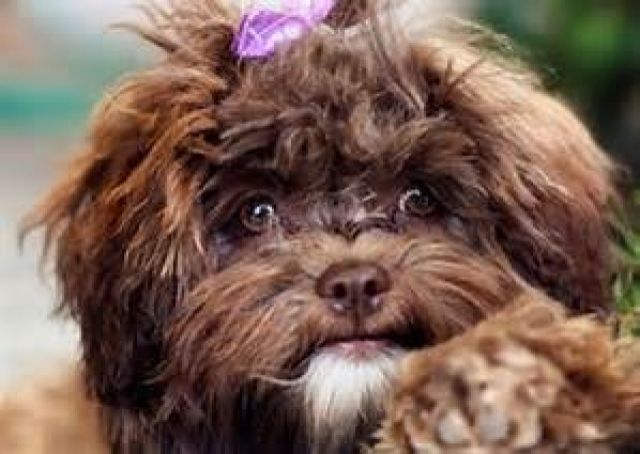 Assergewöhnliche Mini Doodle s der Rasse Shihpoo , jetzt reservieren :-) - Rassehunde Pudel - Schärding