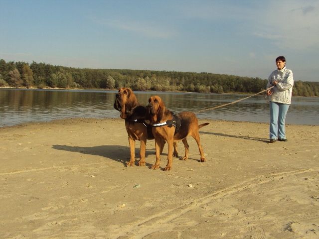 Bloodhound - Rassehunde Bloodhound - wien