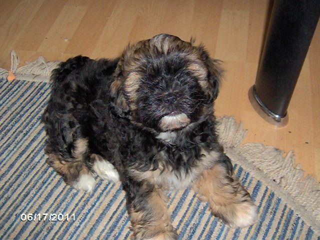Süsse ShihTzu Mix Welpen Dame  - Mischlinge - Utarp