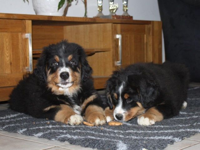 Reinrassige Berner Sennenhund Welpen - Rassehunde Bernersennen - Geiselhöring