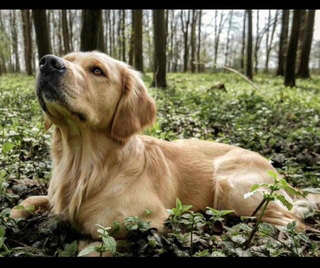 Golden Retriever Deckrüde - Deckanzeigen - Melle