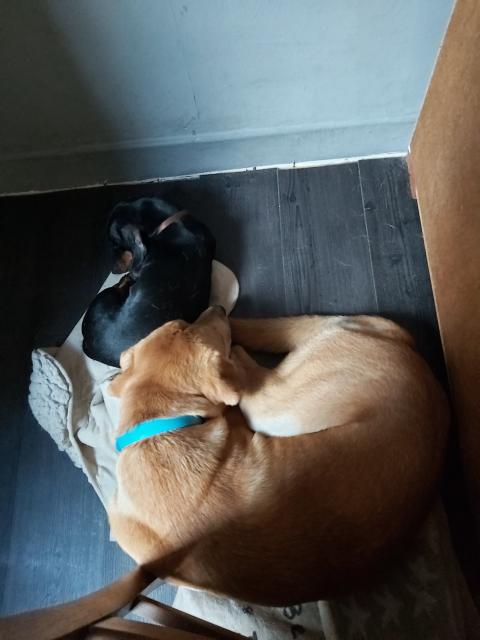 Labrador mix milo - Mischlinge - Kamen