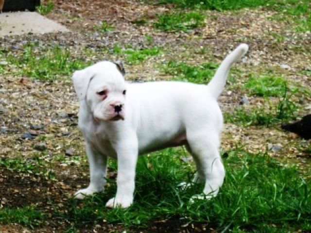 Boxer Welpen - Rassehunde Boxer - Zwinge