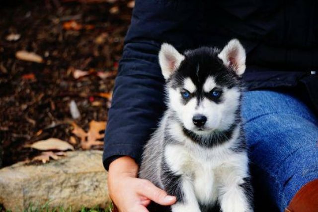 Siberian Husky mit ersten Einstellungen sehr verspielt - Rassehunde Husky - Kiel
