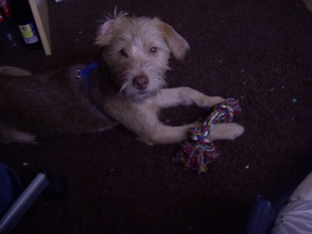 Kleiner racker sucht zuhause - Mischlinge - düsseldorf