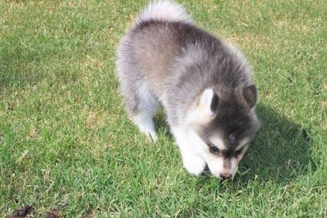 Herrliche männliche und weibliche Siberian Husky Welpen - Rassehunde Husky - Berlin