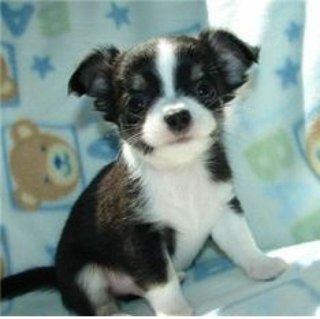 SUPER Chihuahua Welpen in Kurzhaar, VDH/ FCI. Klasse statt Masse !Whatsapp (+491 - Rassehunde Chihuahua - Freiburg im Breisgau