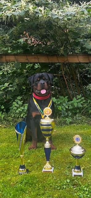 Rottweiler Deckrüde - Deckanzeigen - Nürnberg