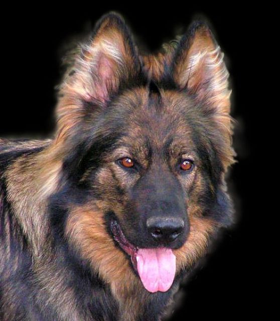 Wurfankündigung, ALTDEUTSCHER Schäferhund, DDR Linie - Rassehunde Schaeferhund - Rikofen