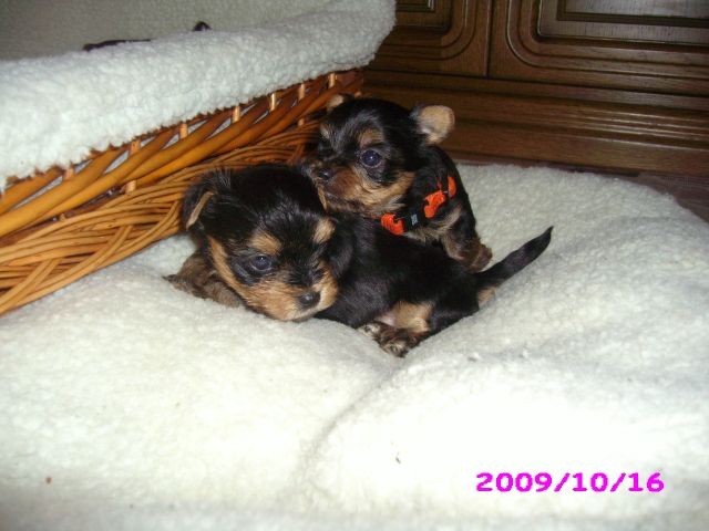 Yorki Rüden zu verkaufen - Rassehunde Terrier - Apenburg