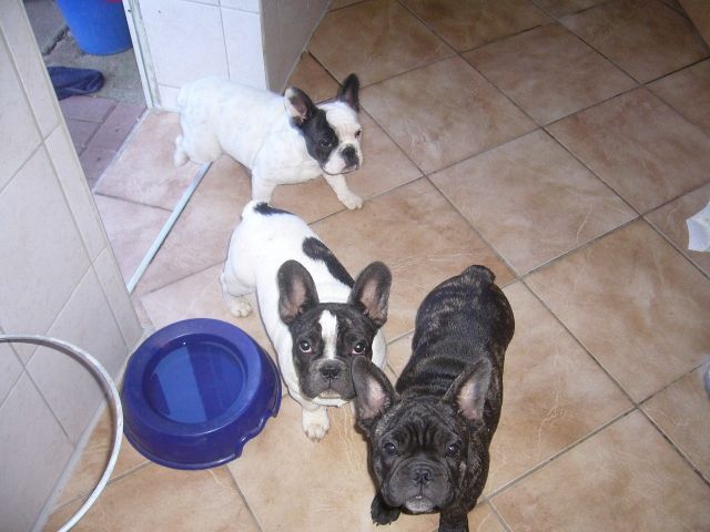 Französische Bulldoggenzucht vom Schloss Mon Plaisir  - Rassehunde Franzoesische Bulldogge - Arnstadt