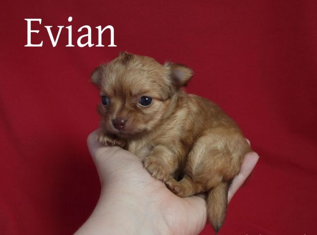 Mini-Chihuahua aus langjähriger seriöser Zucht!   - Rassehunde Chihuahua - Düsseldorf