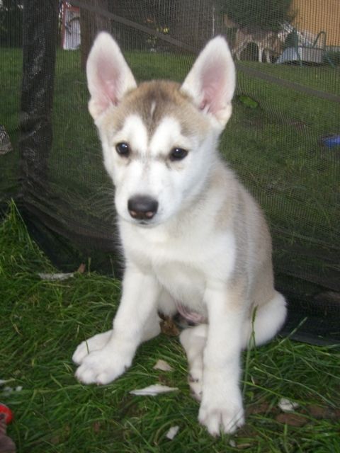 Sibirischer Huskywelpe zu vergeben aus der Polarspeed linie - Rassehunde Husky - Salzburg