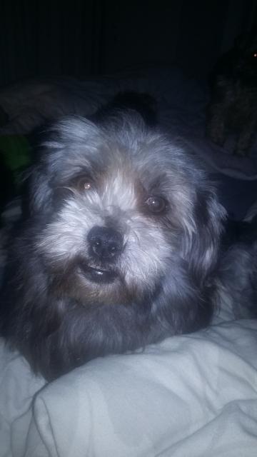 Liebevoller Shih tzu Rüde sucht…….. - Deckanzeigen - Uplengen