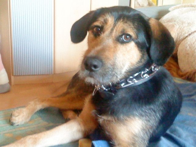 Süßer Mischlingsrüde sucht dringend neues zuhause - Mischlinge - dinslaken