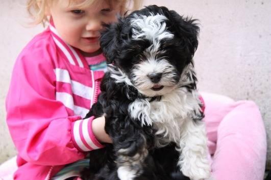  Schönes Bolonka Zwetna Welpen - Rassehunde Bolonka Zwetna - Oldenburg