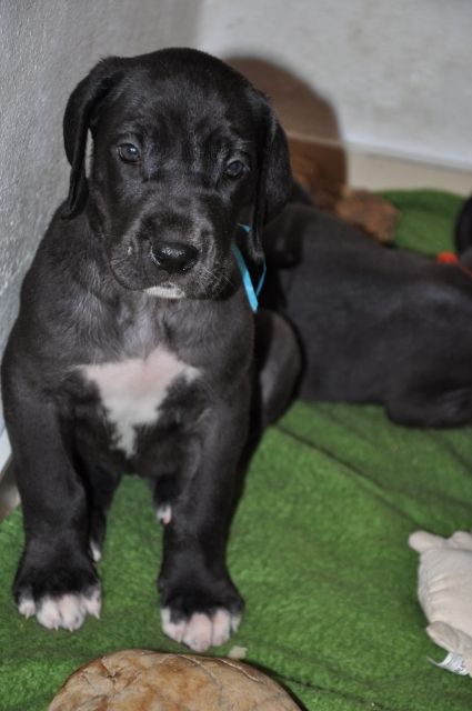 Deutsche Doggenwelpen zu verkaufen - Rassehunde Dogge - Gutau