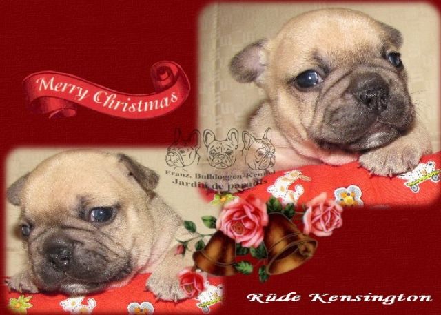 Französische Bulldoggen  - Rassehunde Franzoesische Bulldogge - ulrichstein