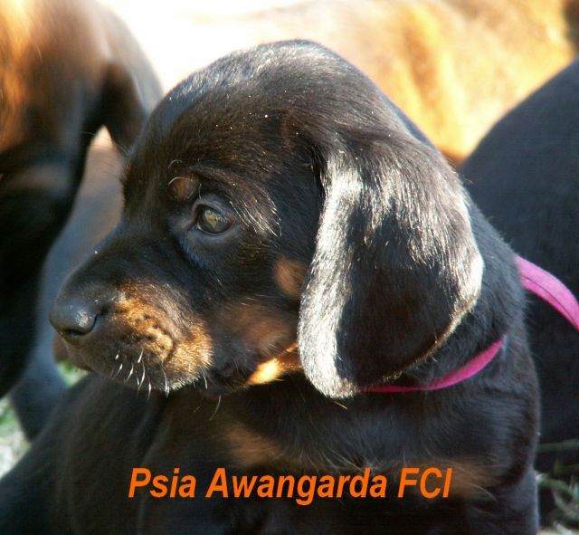 POLNISCHER LAUFHUND ( Gonczy Polski) - Rassehunde Bayerischer Gebirgsschweisshund - Wilkowiecko