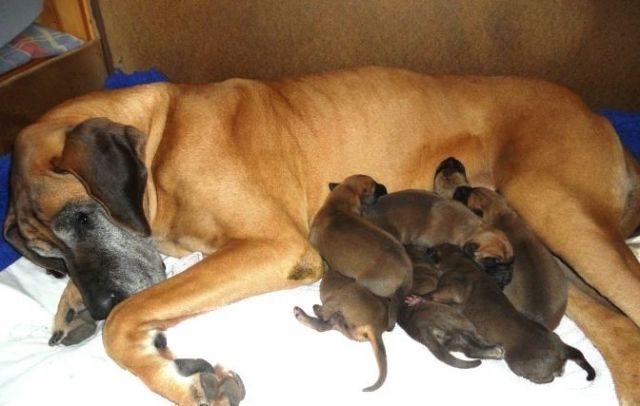 Deutsche Doggen Welpen - Rassehunde Dogge - Bünde