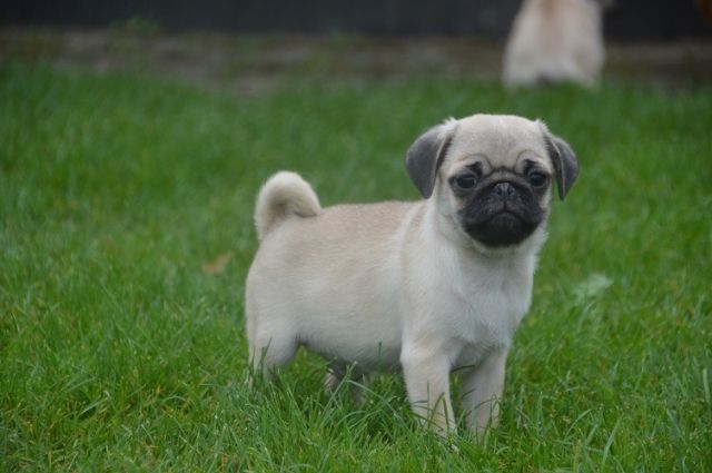 Mops welpen zu verkaufen - Rassehunde Mops - Mannheim
