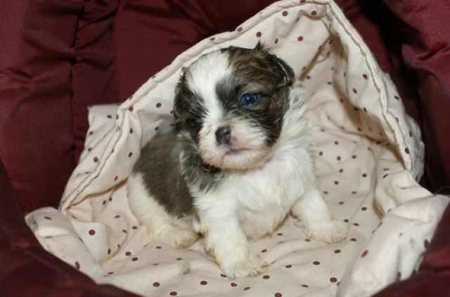 Bezaubernde kleine Shih-Tzu-Knuffelmaus - Rassehunde Shih Tzu - klostermansfeld