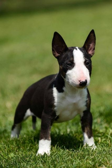Miniatur Bullterrier  - Rassehunde Terrier - Bratislava