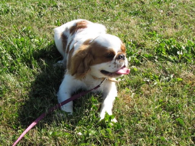 King Charles Spaniel Rüde - Rassehunde Spaniel - feldatal