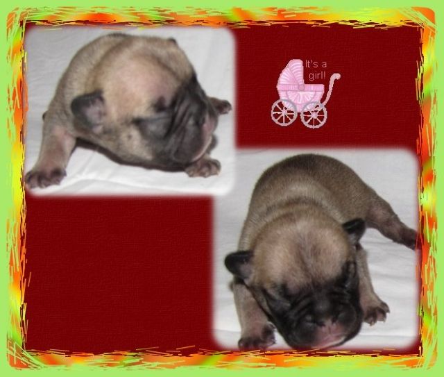 Franz.Bulldoggen - Rassehunde Franzoesische Bulldogge - Ulrichstein
