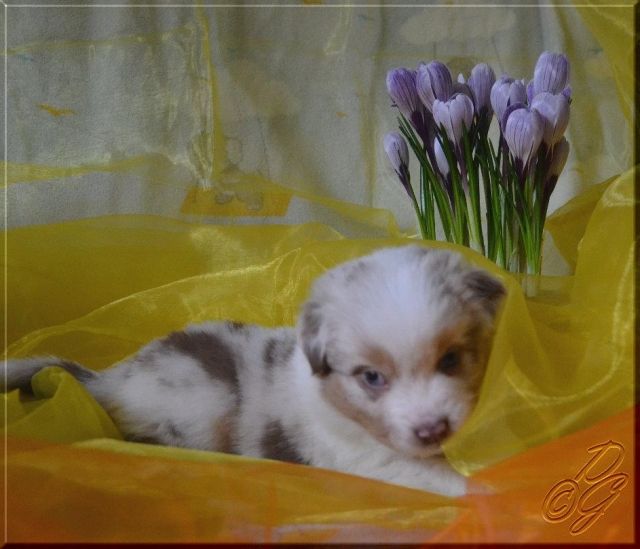 Australian Shepherd / Aussie Welpen mit ASCA Papieren - Rassehunde Australian Shepherd - Wittighausen