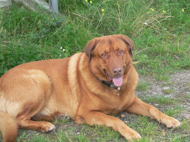 Suche passendes weibchen zum decken - Deckanzeigen - berlin
