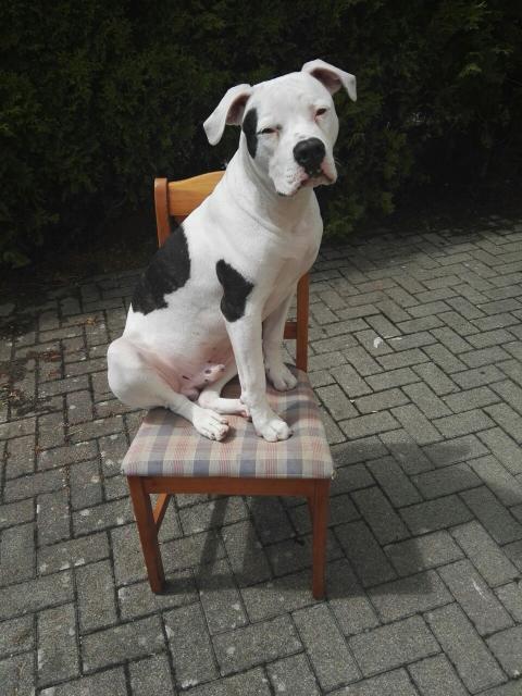 Deckrüde Leopold Amerikanische Bulldogge - Deckanzeigen - St.Leon-Rot