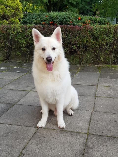 Deckrüde Weißer Schweizer Schäferhund - Langstockhaar - Berger Blanc Suisse - Deckanzeigen - Hamburg