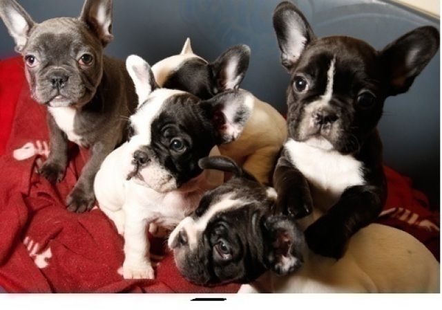 Französische Bulldogge Welpen Whatsapp (+4915145672158) - Rassehunde Franzoesische Bulldogge - Dortmund