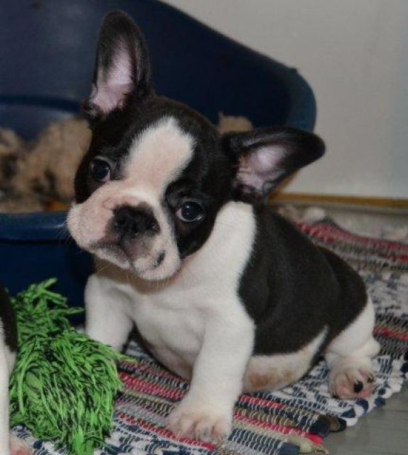 Französische Bulldoggen Welpen aus dt Zucht mit Papieren - Rassehunde Franzoesische Bulldogge - frankfurt
