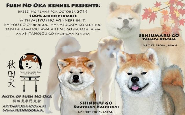** AKITA INU - Japanische Akita - Welpen nach Japan import ** - Rassehunde Spitz - Krakau